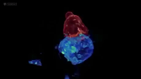 Manufactured-T-cells-Attacking-Cancer-Cell